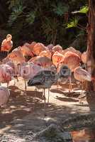 Adolescent gray Chilean flamingo