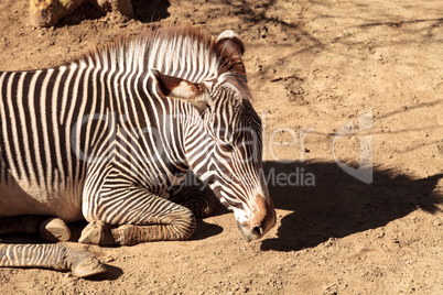 Grevy?s zebra, Equus grevyi