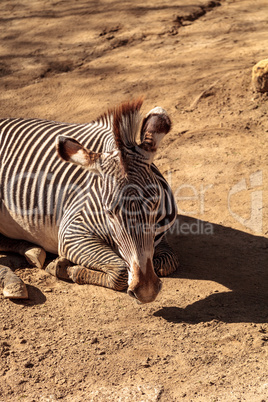 Grevy's zebra, Equus grevyi