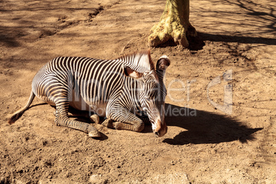 Grevy's zebra, Equus grevyi
