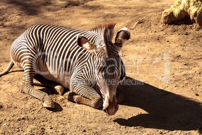 Grevy?s zebra, Equus grevyi