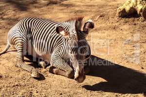 Grevy?s zebra, Equus grevyi