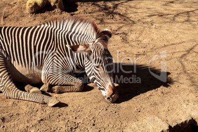 Grevy?s zebra, Equus grevyi