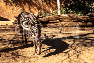 Grevy's zebra, Equus grevyi