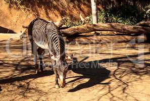 Grevy's zebra, Equus grevyi