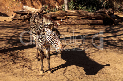 Grevy?s zebra, Equus grevyi