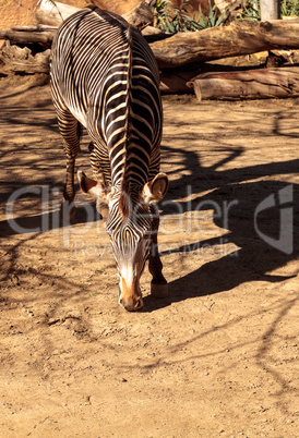 Grevy?s zebra, Equus grevyi