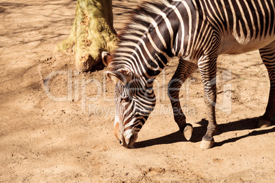 Grevy?s zebra, Equus grevyi