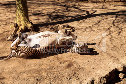 Grevy?s zebra, Equus grevyi