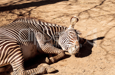 Grevy?s zebra, Equus grevyi