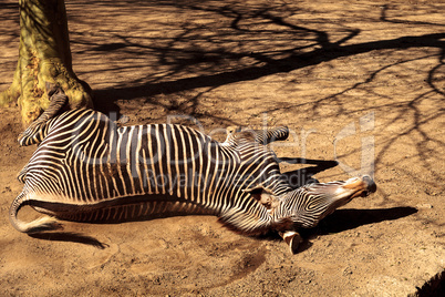 Grevy?s zebra, Equus grevyi