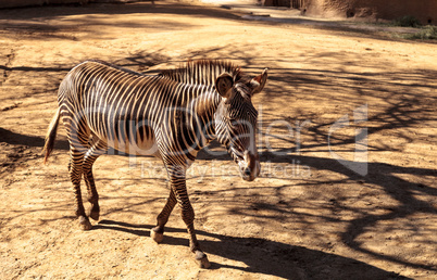 Grevy?s zebra, Equus grevyi