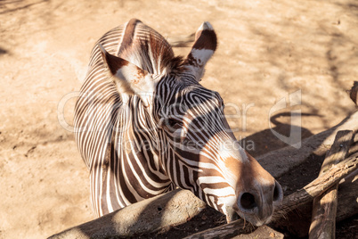 Grevy?s zebra, Equus grevyi