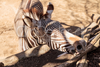 Grevy?s zebra, Equus grevyi