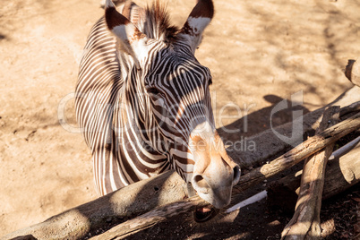 Grevy?s zebra, Equus grevyi