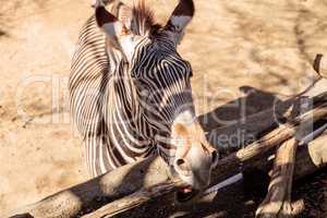 Grevy?s zebra, Equus grevyi