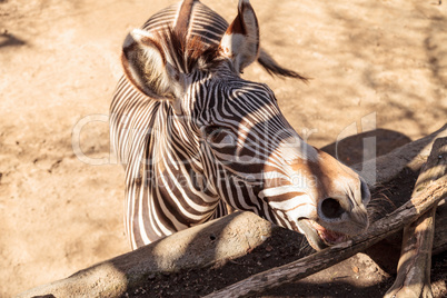 Grevy's zebra, Equus grevyi