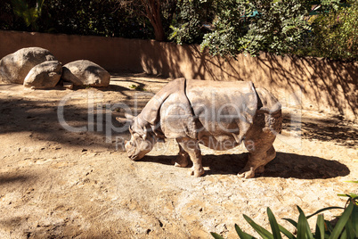 Indian rhinoceros, Rhinoceros unicornis