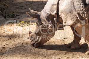 Indian rhinoceros, Rhinoceros unicornis