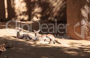 Kangaroo relaxes on the sand in front of rocks.