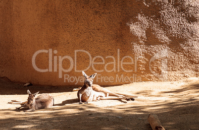 Kangaroo relaxes on the sand in front of rocks.