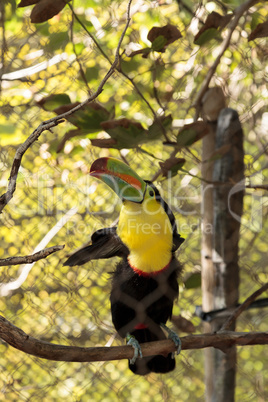 keel-billed toucan, Ramphastos sulfuratus