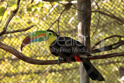 keel-billed toucan, Ramphastos sulfuratus