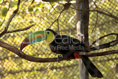 keel-billed toucan, Ramphastos sulfuratus