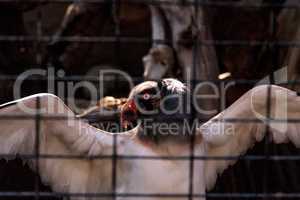 King vulture, Sarcoramphus papa