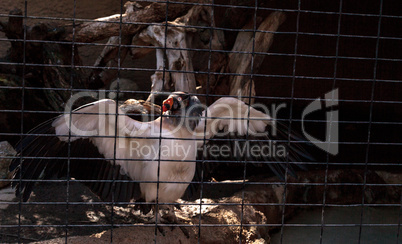 King vulture, Sarcoramphus papa