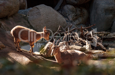 Nubian ibex, Capra nubiana