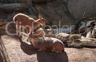 Nubian ibex, Capra nubiana