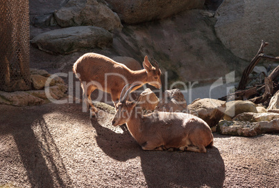 Nubian ibex, Capra nubiana