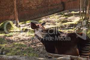 Okapi, Okapia johnstoni