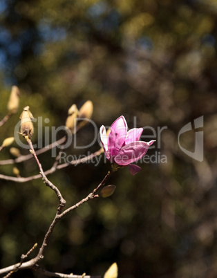 Pink magnolia flower
