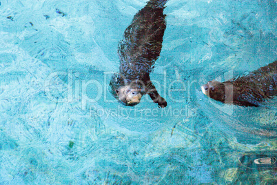 Giant River otter, Pteronura brasiliensis