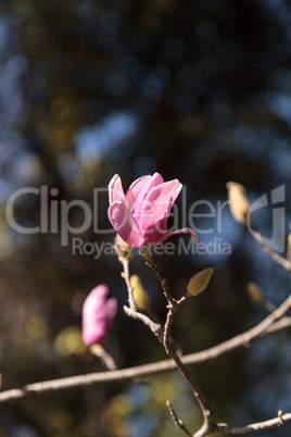 Pink magnolia flower