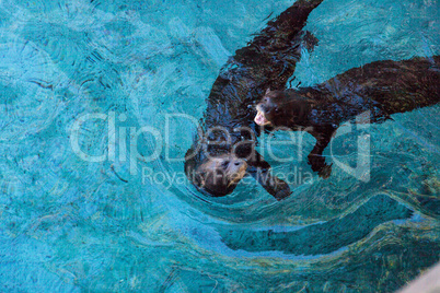 Giant River otter, Pteronura brasiliensis