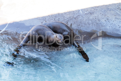 Giant River otter, Pteronura brasiliensis