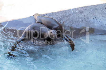 Giant River otter, Pteronura brasiliensis