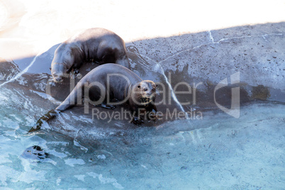 Giant River otter, Pteronura brasiliensis