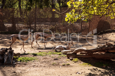 Speke?s gazelle, Gazella spekei