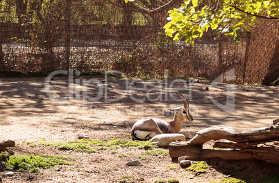 Speke?s gazelle, Gazella spekei