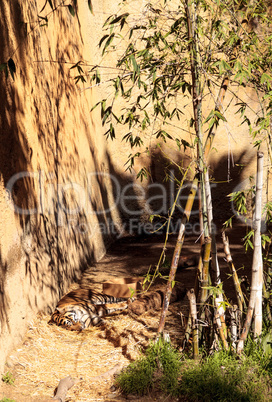 Sumatran tiger, Panthera tigris sumatrae