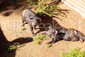 Tasmanian devil, Sarcophilus harrisii