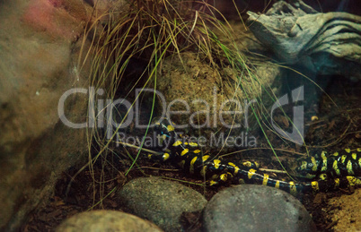 Tiger salamander, Ambystoma tigrinum