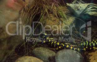 Tiger salamander, Ambystoma tigrinum