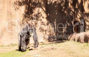 Western Lowland Gorilla