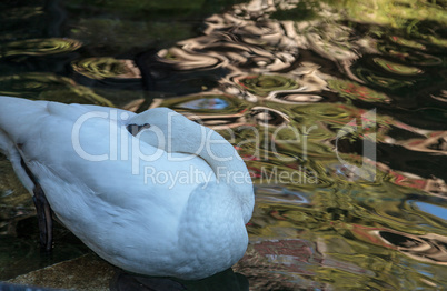 Trumpeter swan, Cygnus baccinator