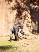 Western Lowland Gorilla